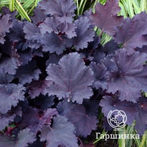 

Гейхера Бинош