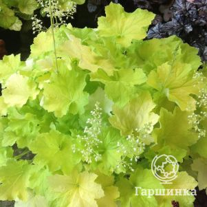 

Гейхера Фисташ