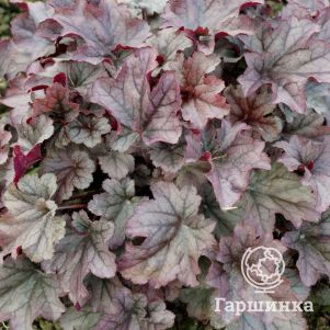 

Гейхера Индиан Саммер Хаклберри