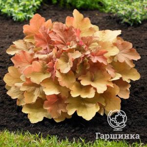 

Гейхера Карамель