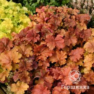 

Гейхера Крем Брюле