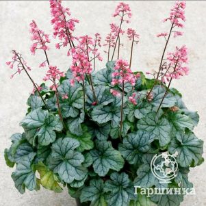 

Гейхера Литл Кьюти Шиммер