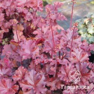 

Гейхера Махагон