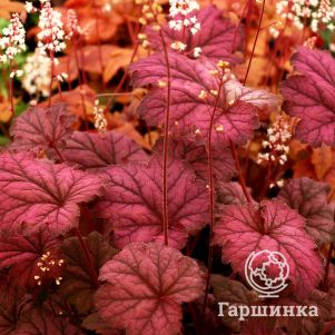 

Гейхера Миднайт Байю