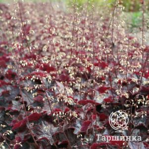 

Гейхера Молли Буш