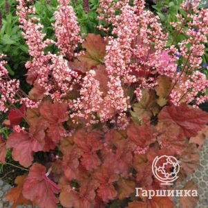 

Гейхера Пинк Перлс