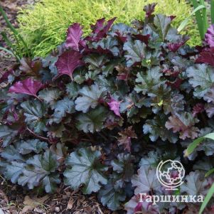 

Гейхера Принц