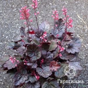 

Гейхера Регина