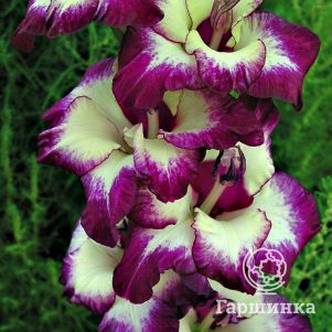 

Гладиолус Аксакал