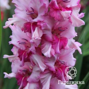 

Гладиолус Арина