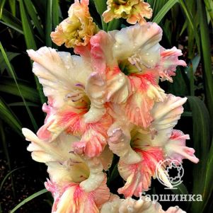 

Гладиолус Царский подарок