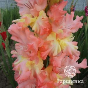 

Гладиолус Диева Дивана