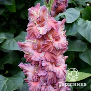 

Гладиолус Древняя Магия