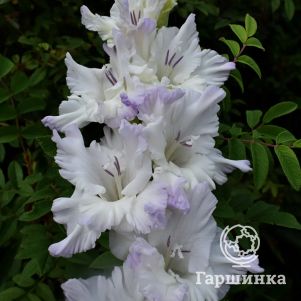 

Гладиолус Голубая Снежинка
