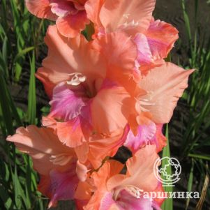 

Гладиолус Линжери