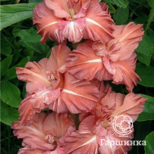 

Гладиолус Наташенька