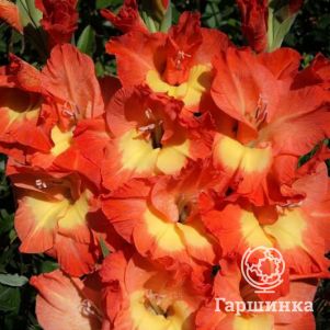 

Гладиолус Юрий Никулин