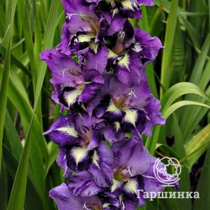 

Гладиолус Ночная звезда