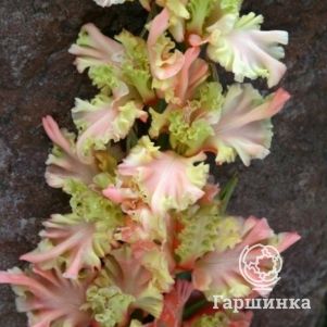 

Гладиолус Рождение ангела