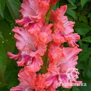 

Гладиолус Розовые облака