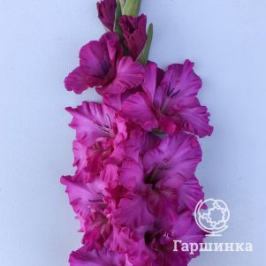 

Гладиолус Вечерняя сирень
