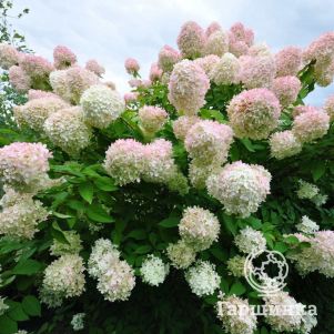 Гортензия метельчатая Грандифлора