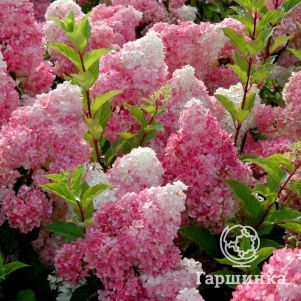 

Гортензия Ванила Фрайз метельчатая