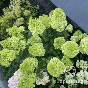 

Гортензия Петит Черри (Мелкая вишня) метельчатая