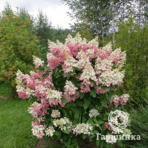 Гортензия метельчатая Пинки Винки