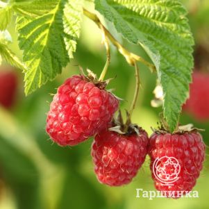 

Малина Метеор полуремонтантная красная