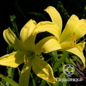 

Лилейник Гринленд