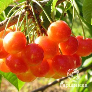 

Черешня Соперница