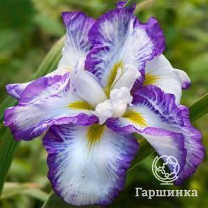 

Ирис мечевидный Лайт эт Дон