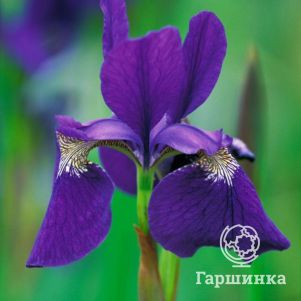 

Ирис сибирский Цезарс Бразе