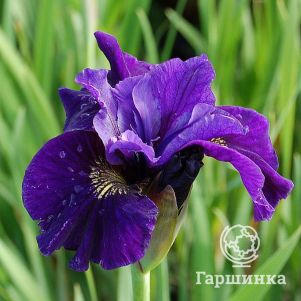 

Ирис сибирский Раффлед Вельвет