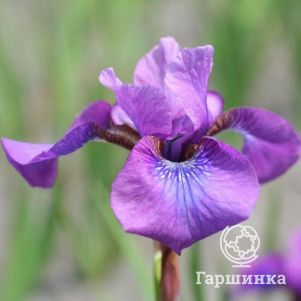 

Ирис сибирский Тампер Тантрум