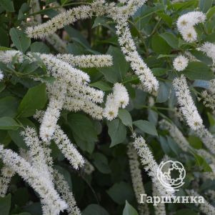 

Итея виргинская Мерлот