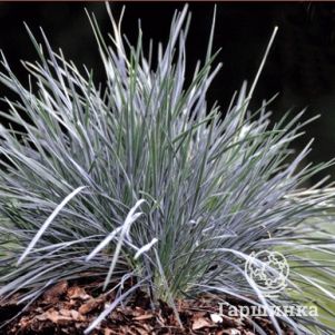 

Келерия сизая Колио