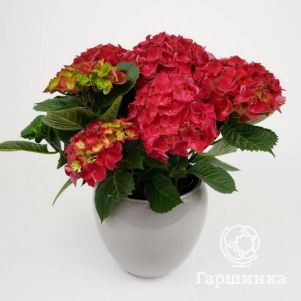 

Гортензия Хай Торнадо крупнолистная (макрофила)