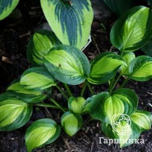 Хоста Адорабл M 600₽