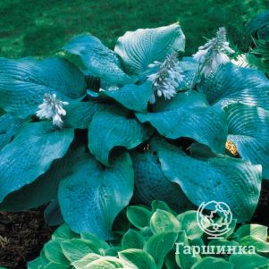 

Хоста Блю Мамут (L)