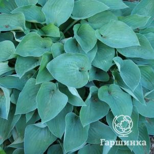 

Хоста Блу Вижн (VL)