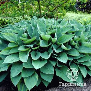 

Хоста Форчуна Гиацинтина (M)