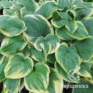 

Хоста Фрагрант Дрим (ML)