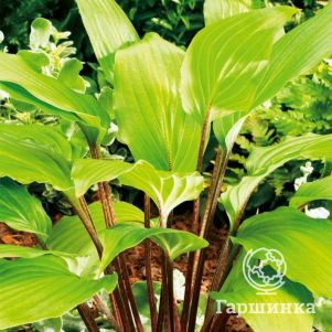 

Хоста Гузберри Сандэ (M)