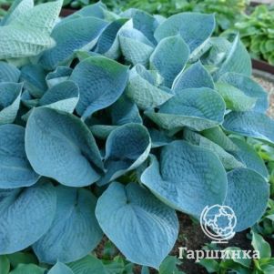 

Хоста Лав Пэт (M)