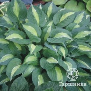 Хоста Мата Хари M 600₽