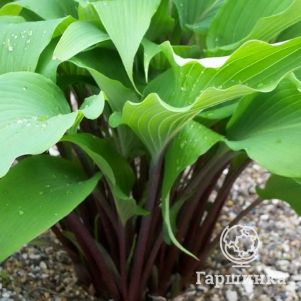 

Хоста Ред Октобер (M)