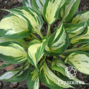 

Хоста Революшн (M)