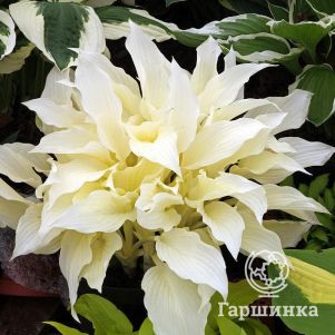 

Хоста Вайт Фезе (Белое перо) (M)